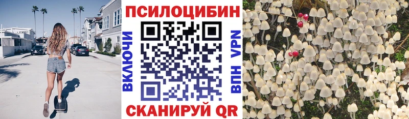 Купить где Зима Галлюциногенные грибы Cubensis